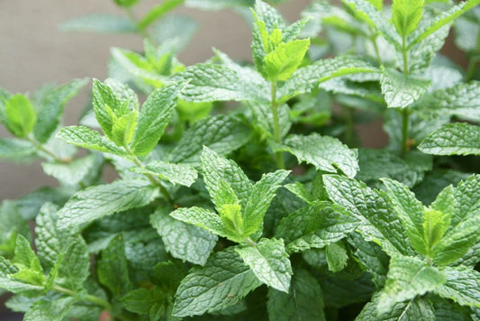 Herb 'Spearmint'