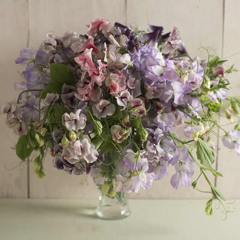 Sweet Pea 'Spencer Ripple Mix'