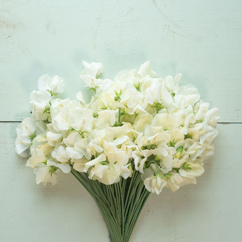 Twine And Tangle - Sweet Pea Seed Collection