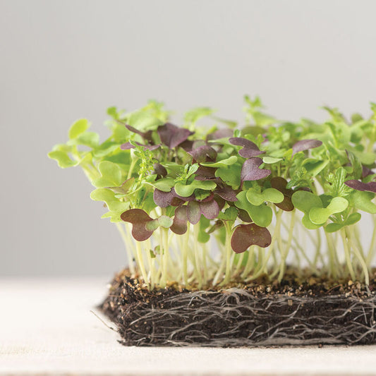 Microgreen 'Spicy Mix'