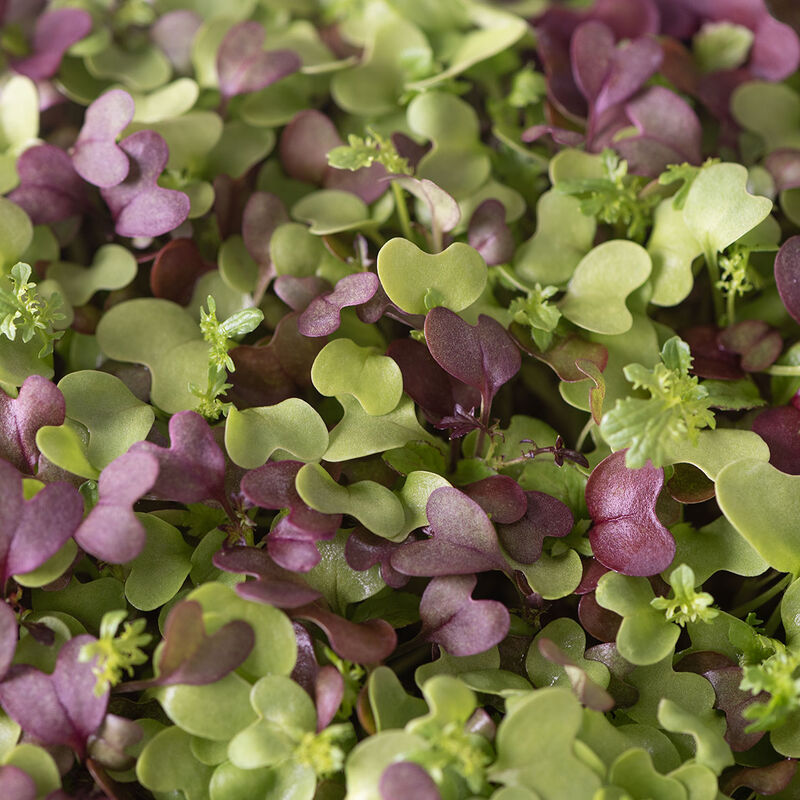 Microgreen 'Spicy Mix'