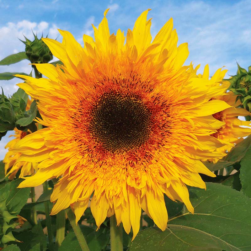 Sunflower 'Starburst Panache'