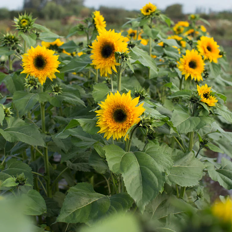 Sunflower 'Starburst Panache'