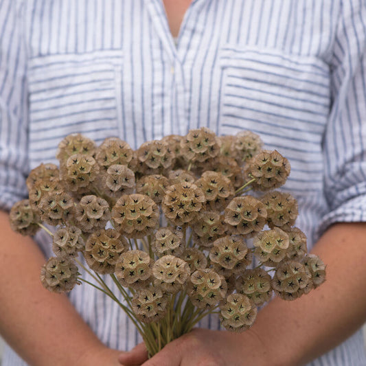 Scabiosa 'Starflower Stellata'