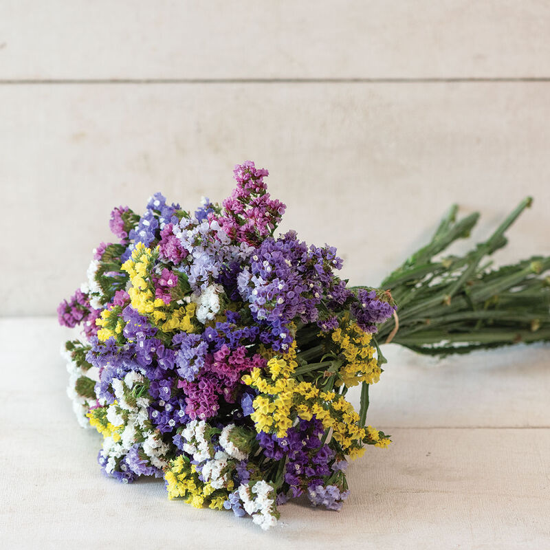 Bouquet Boosters - All Fillers Flower Seed Collection