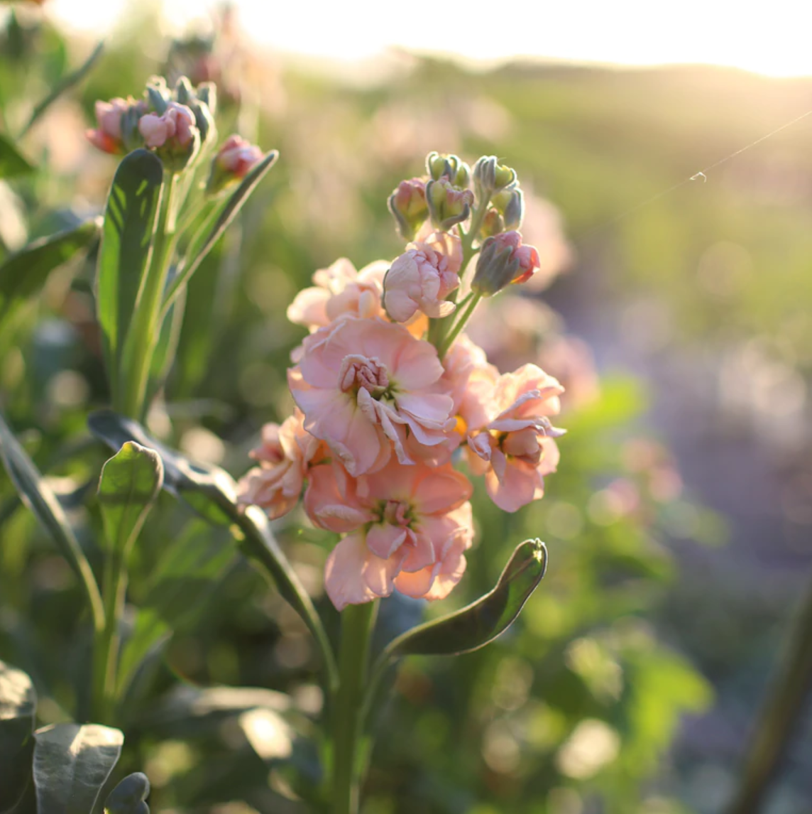 Blush & Bloom - Pretty in Pink Flower Seed Collection