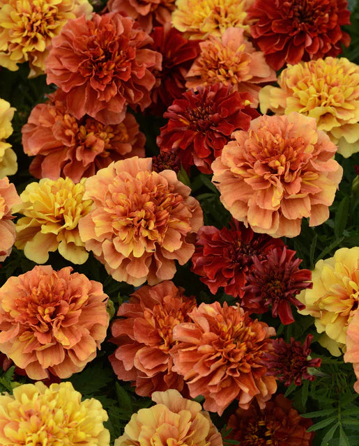 Marigold 'Strawberry Blonde Mix'