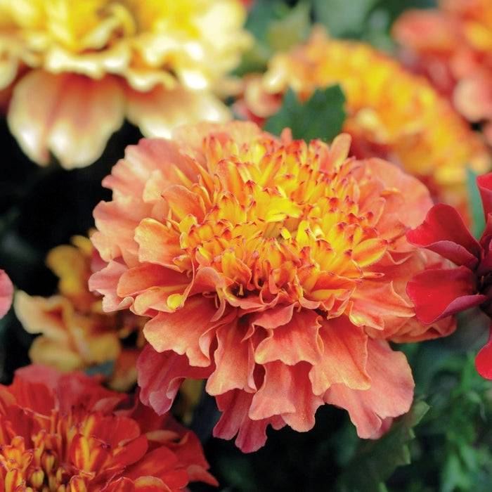 Marigold 'Strawberry Blonde Mix'