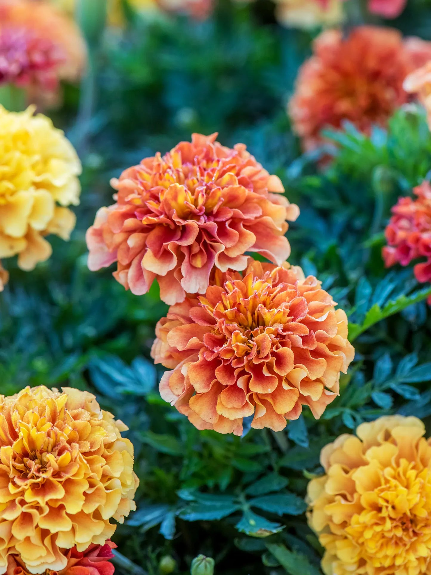 Marigold 'Strawberry Blonde Mix'