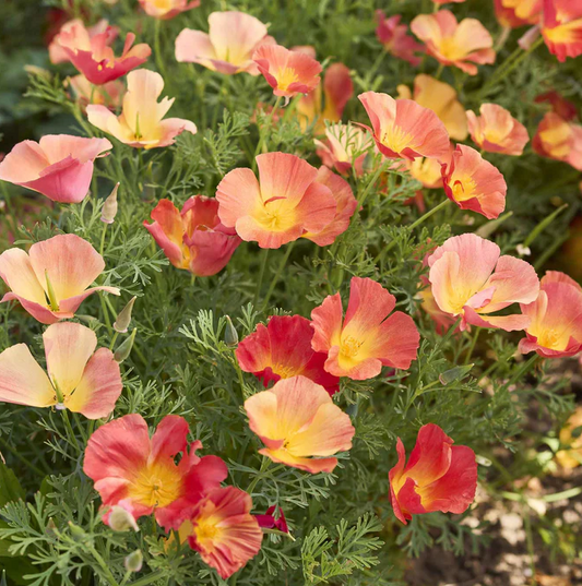 Poppy 'Thai Silk Strawberry Fields'