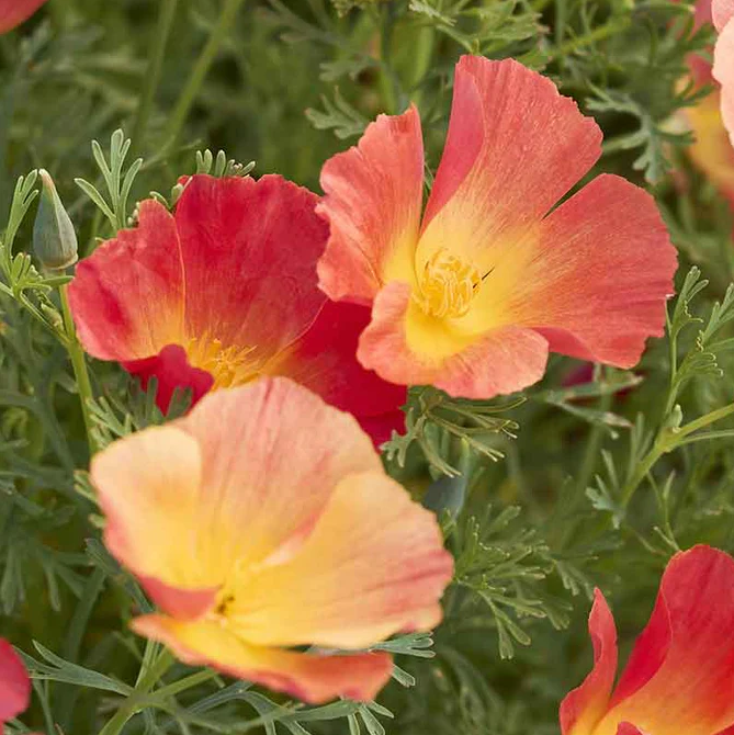 Poppy 'Thai Silk Strawberry Fields'