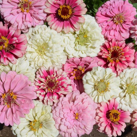 Zinnia 'Strawberry Parfait' Mix