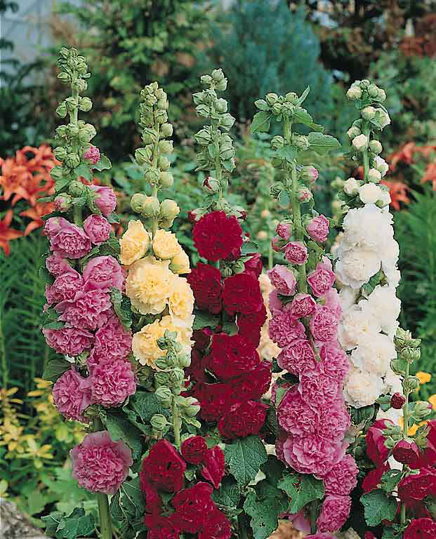 Hollyhock 'Summer Carnival Mix'