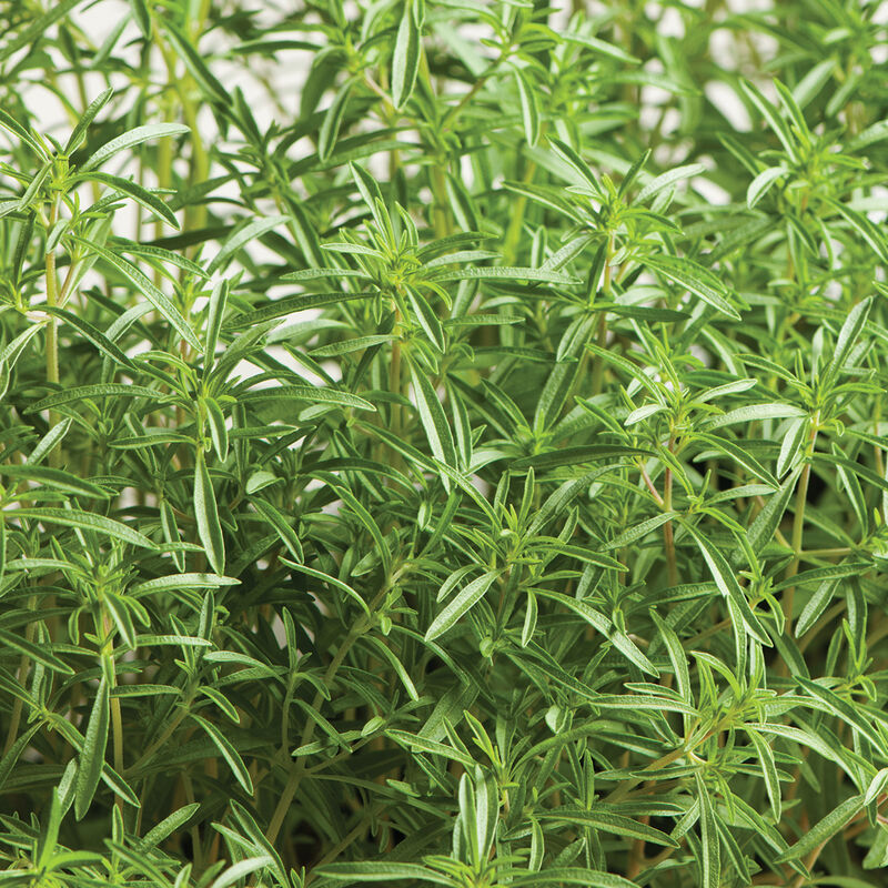 Herb 'Summer Savory'