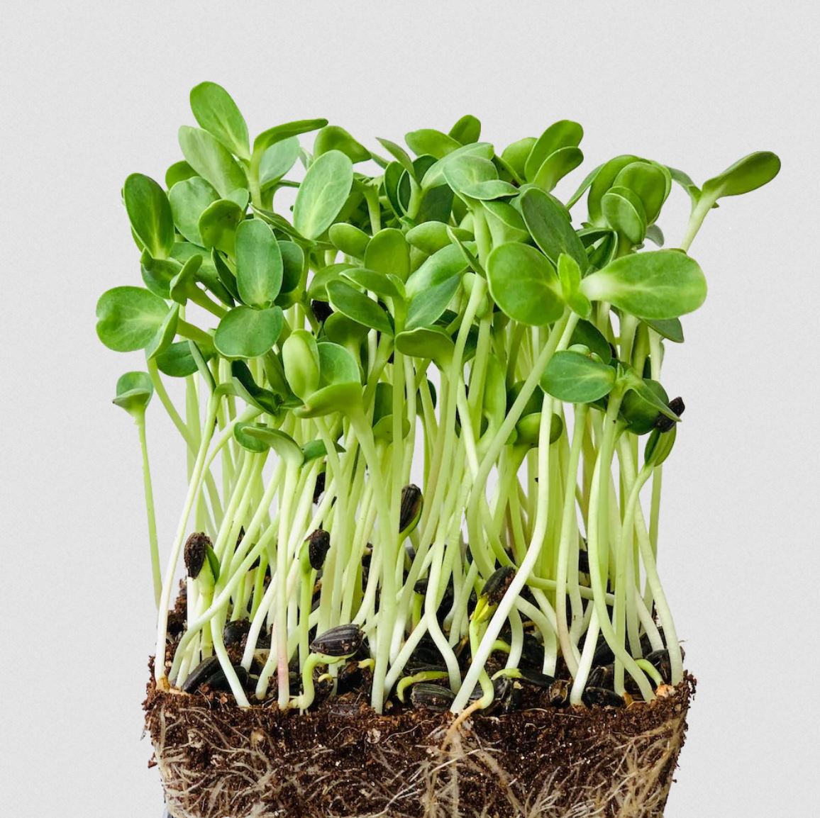 Microgreen 'Black Oil Sunflower'