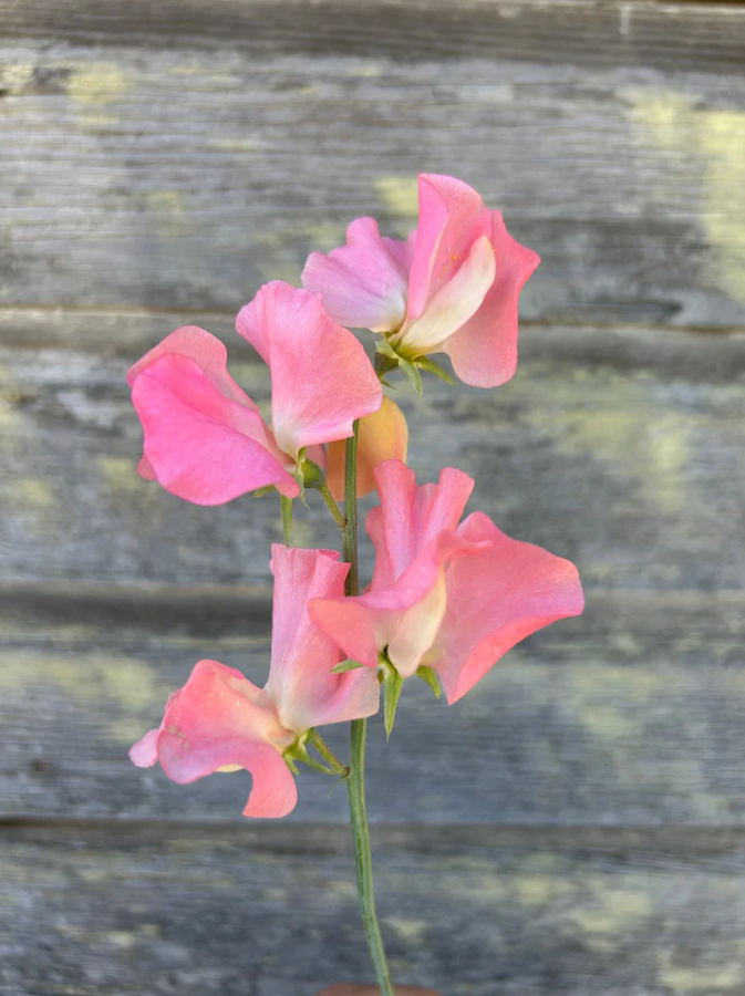 Sweet Pea 'Spring Sunshine Peach'