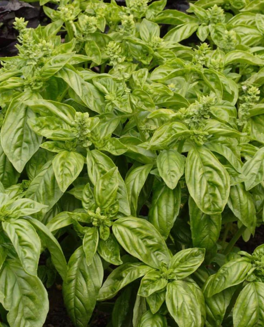 Herb 'Sweet Basil'