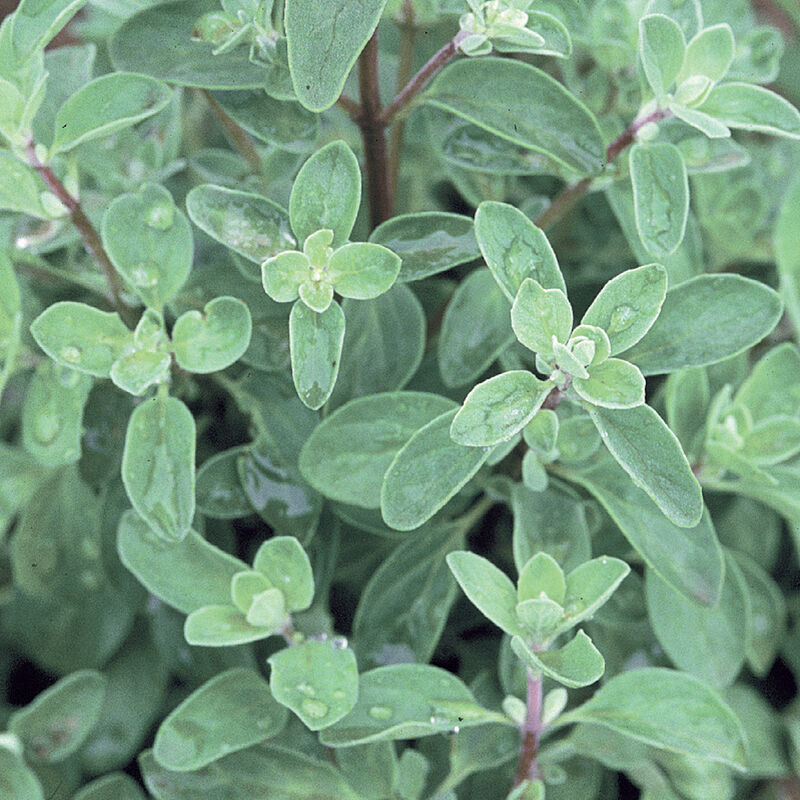 Herb 'Sweet Marjoram'