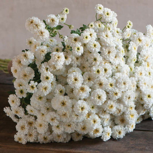 Feverfew 'Tetra White'