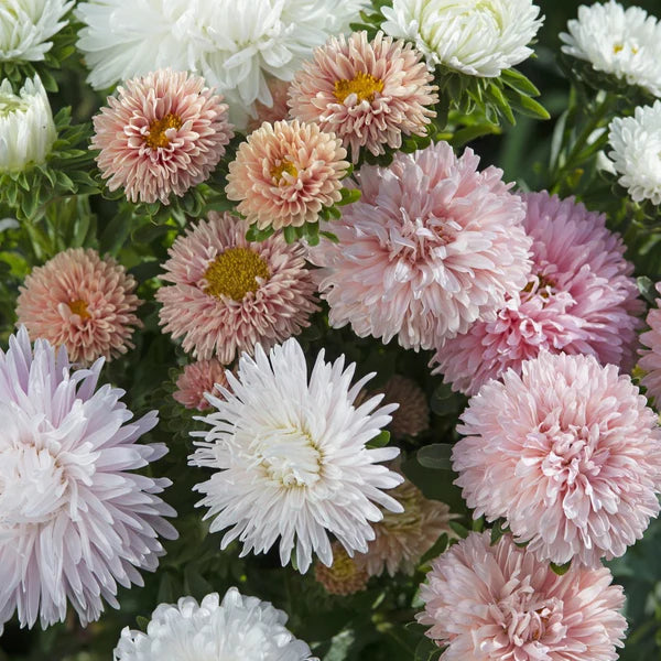 Aster 'The Roses Mix'