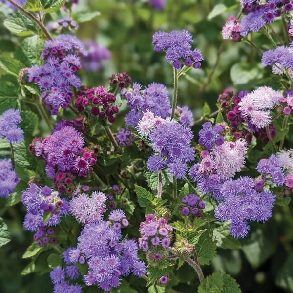 Ageratum 'Timeless Mix'