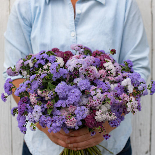 Ageratum 'Timeless Mix'