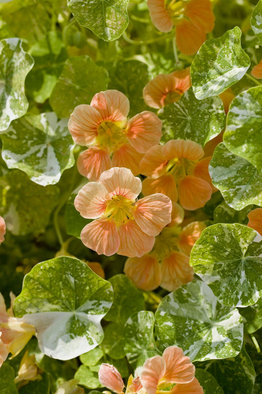 Nasturtium 'Tip Top Alaska'