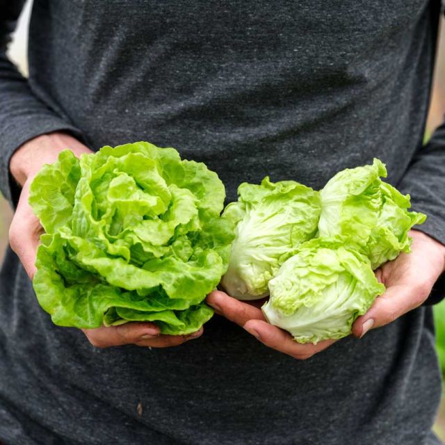 Lettuce 'Tom Thumb'