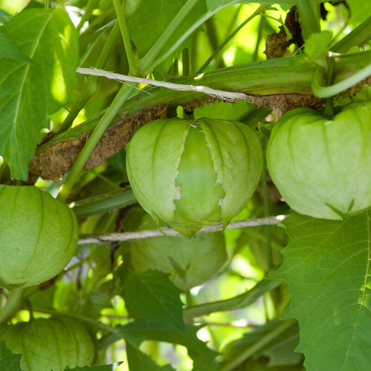 Tomatillo 'Toma Verde'