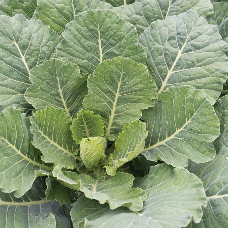 Collards 'Top Bunch'