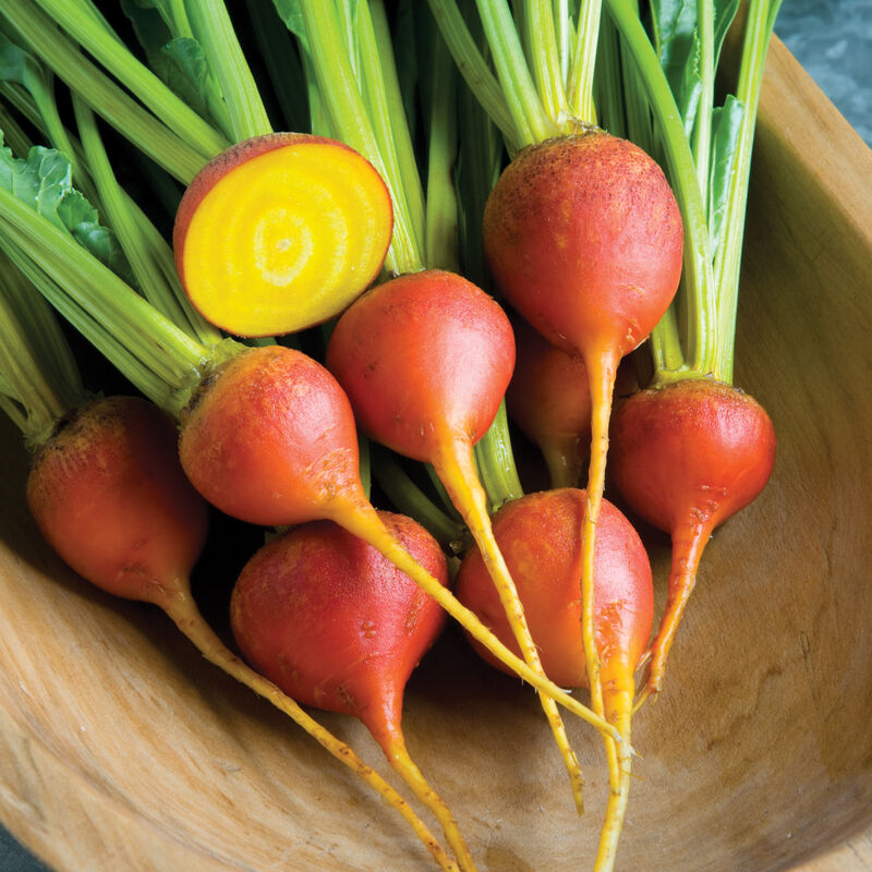 Beet 'Touchstone Gold'