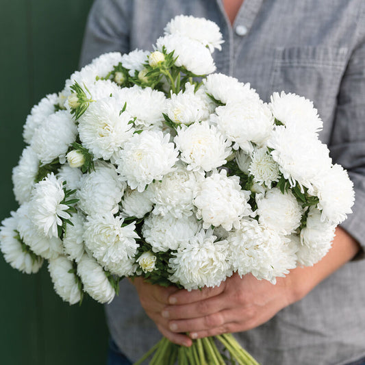 Aster 'Tower White'