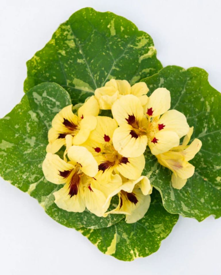 Nasturtium 'Troika Cream'