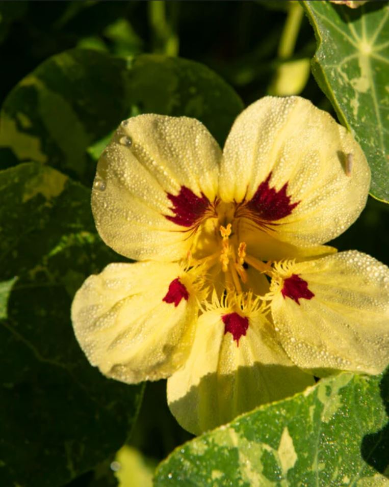 Nasturtium 'Troika Cream'