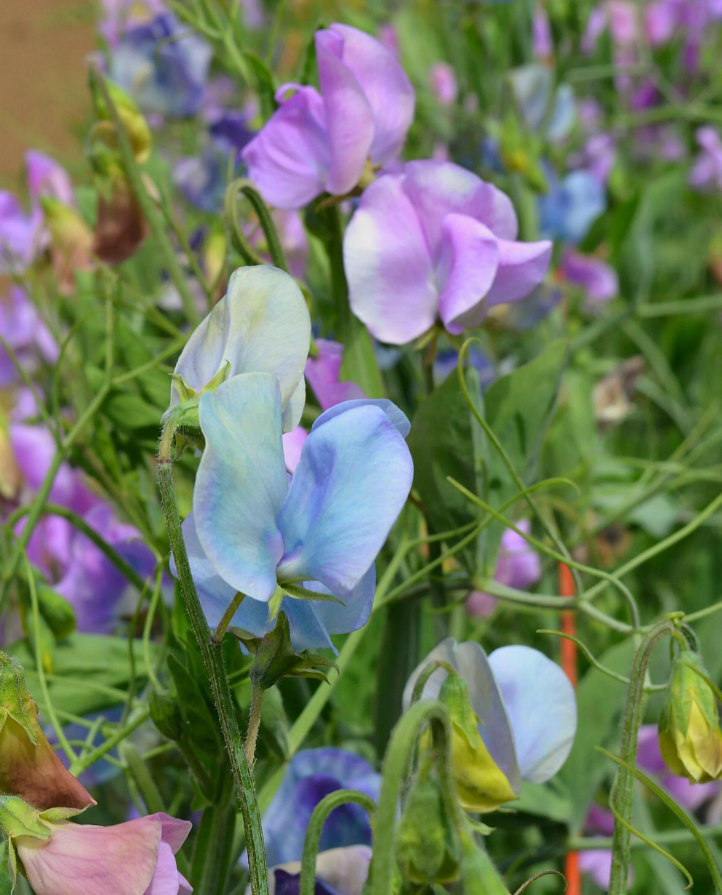 Sweet Pea 'Turquoise Lagoon'