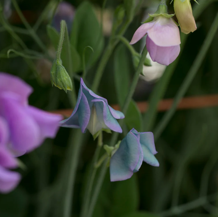 Sweet Pea 'Turquoise Lagoon'