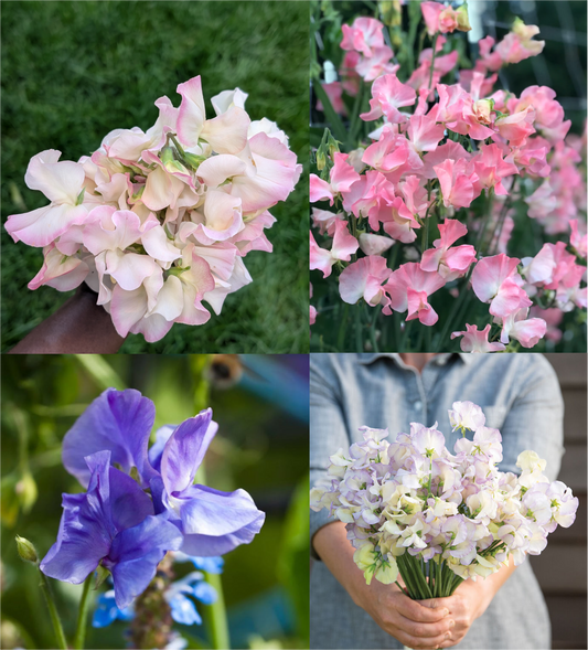 Twine And Tangle - Sweet Pea Seed Collection