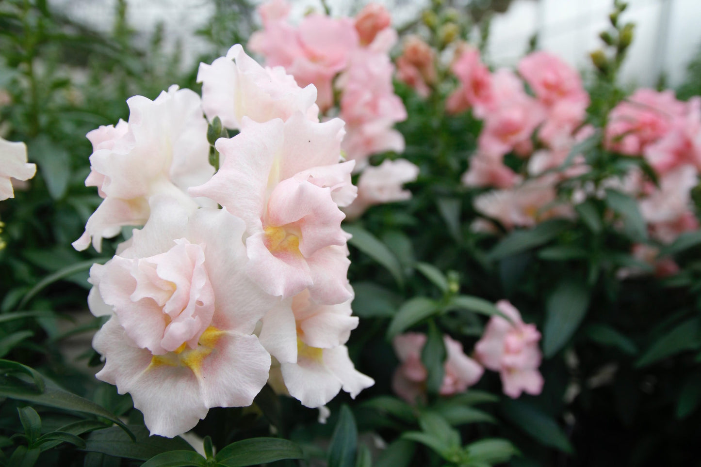 Snapdragon 'Twinny Appleblossom'