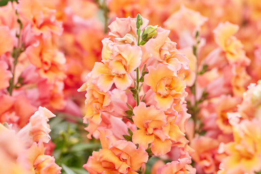 Snapdragon 'Twinny Bronze'