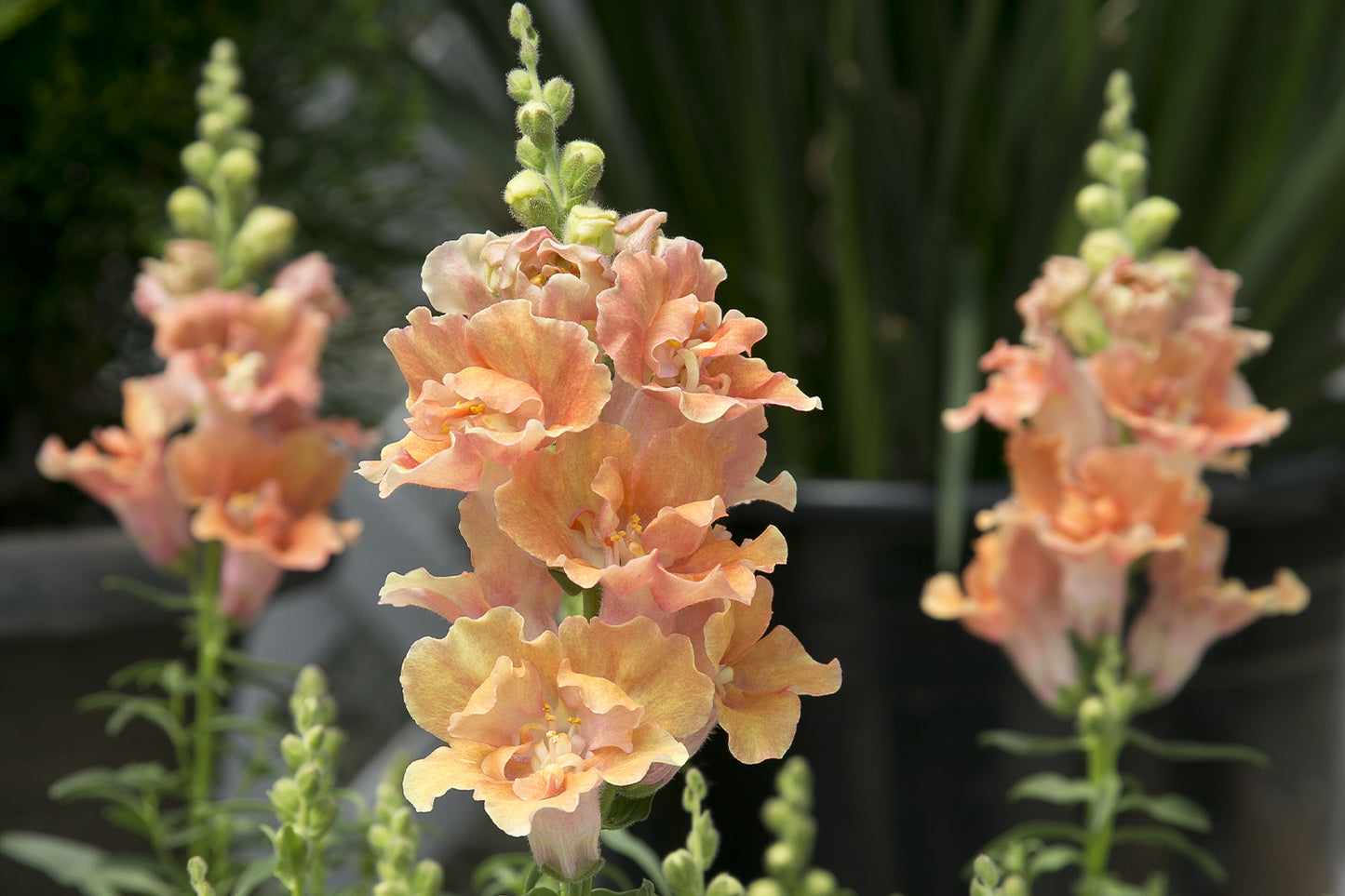 Snapdragon 'Twinny Peach'