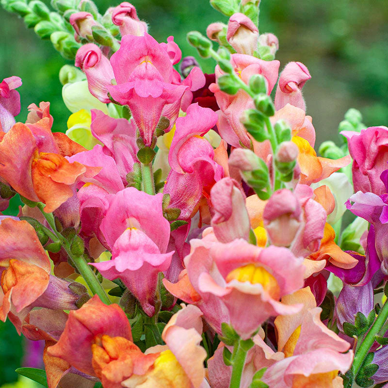 Snap Into Spring - Ultimate Snapdragon Flower Seed Collection