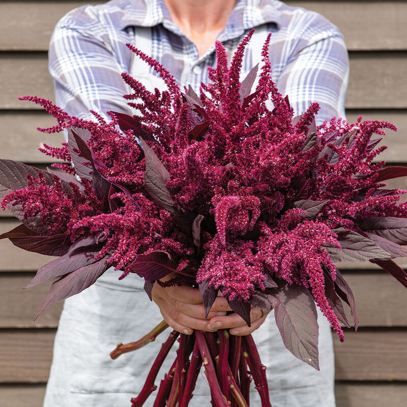 Amaranth 'Velvet Curtains'