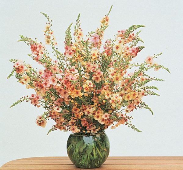 Verbascum 'Southern Charm Mix'