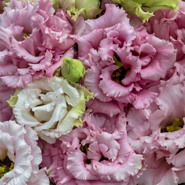 Lisianthus 'Voyage 2 Pink'