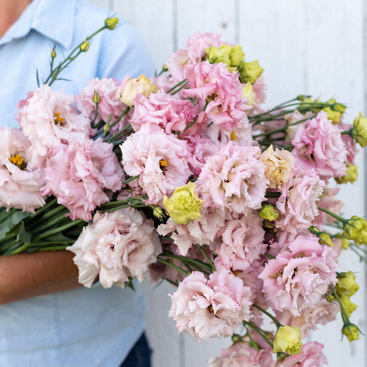 Lisianthus 'Voyage 2 Pink'