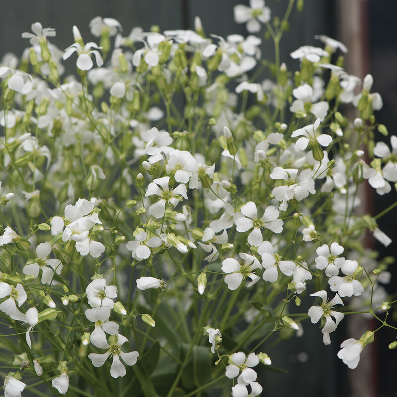 Soapwort 'White Beauty'