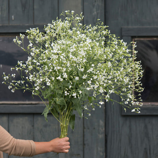 Soapwort 'White Beauty'