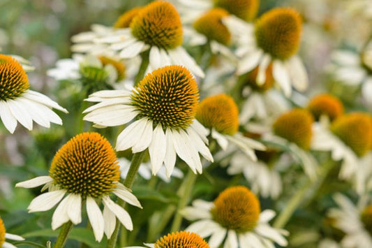 Echinacea 'White Swan'