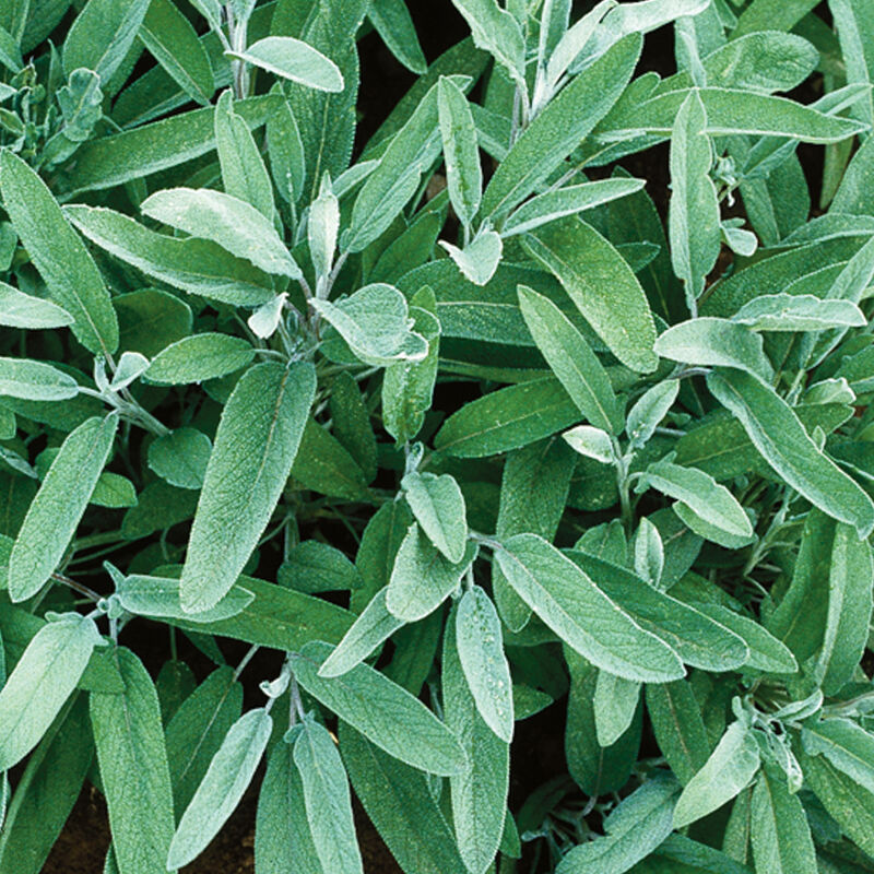 Herb 'White Sage'