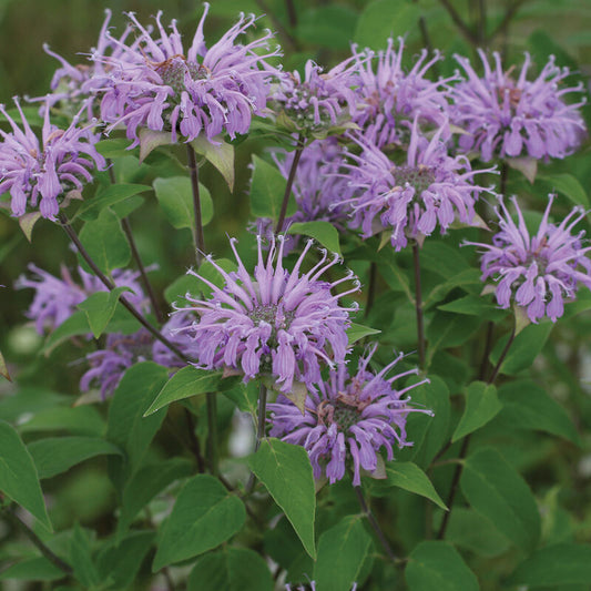 Bee Balm 'Wild Bergamot'